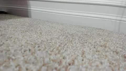 FerrariManni online show from 12-09-24, 02:28