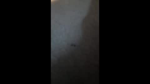 PhatBootyLightBright online show from 04-03-26, 02:59