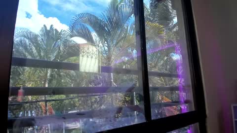 Shana online show from 01-31-25, 05:32