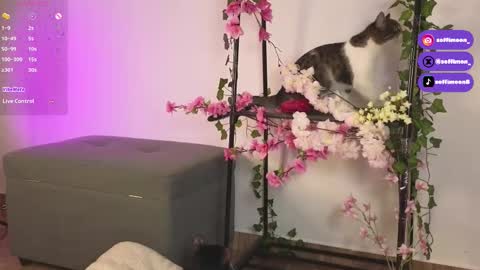 IG Soffimoon   I THANK YOU FOR LEAVING YOUR FOLLOW online show from 10-10-25, 02:21