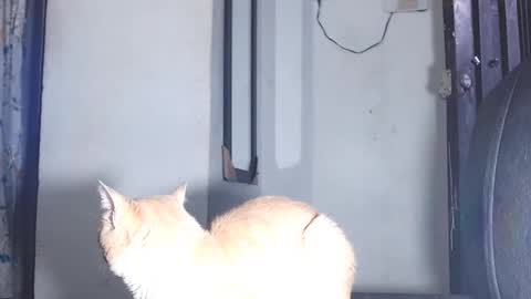 sofiadoll77 online show from 03-01-25, 10:53