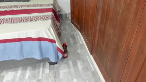 Snapshot of sophiia88 chatting on 02-19-26, 12:23 Shopiia88 online show from 02-19-26, 12:23