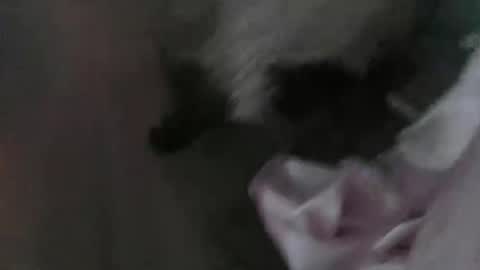 sp1tpuppeh online show from 05-01-26, 11:20