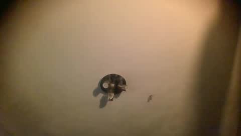 watch me cum online show from 01-25-25, 07:06