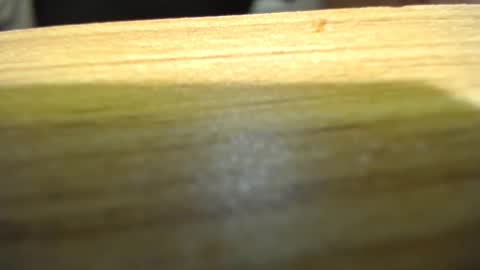 Snapshot of subswichuser00060960 chatting on 01-15-25, 06:08 subswitchuser online show from 01-15-25, 06:08