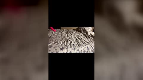 Snapshot of supremelifers chatting on 12-21-25, 11:28 Stony online show from 12-21-25, 11:28