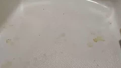 texasboy000001 online show from 07-14-26, 08:19