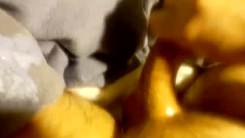 tf0_ online show from 03-03-25, 04:14