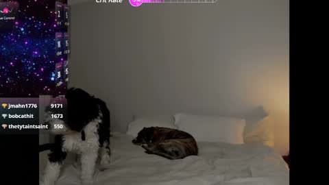 Selina Kyle online show from 01-25-25, 04:13