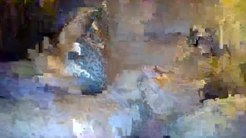 Snapshot of thommthomm71 chatting on 07-20-26, 12:25 thommthomm71 online show from 07-20-26, 12:25