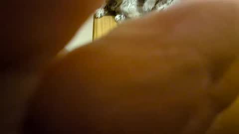 Toady online show from 12-08-24, 11:35