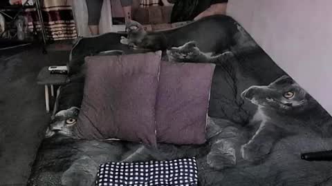 Lana online show from 03-30-26, 12:11