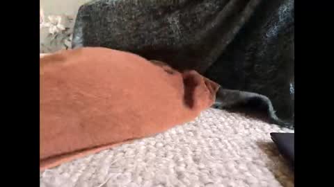 Veined lollypop online show from 03-31-26, 09:21