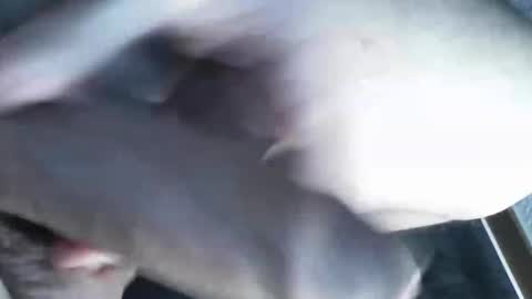 Snapshot of viktorklubb chatting on 03-08-25, 11:39 online show from 03-08-25, 11:39