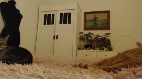 Visceratio online show from 02-10-25, 06:24