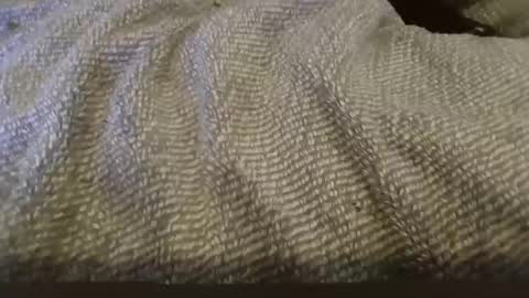 hung boy online show from 02-01-25, 02:34