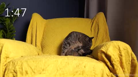 waynenorth online show from 09-21-25, 03:13