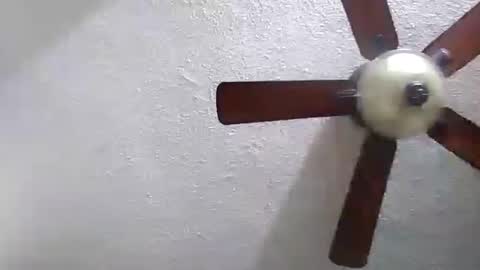 wolf69alfa1 online show from 12-05-24, 08:55