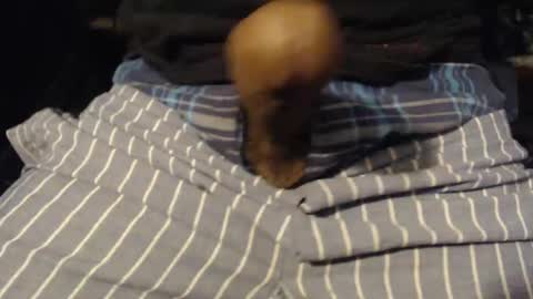 Snapshot of xentric777 chatting on 10-31-25, 08:04 xentric777 online show from 10-31-25, 08:04