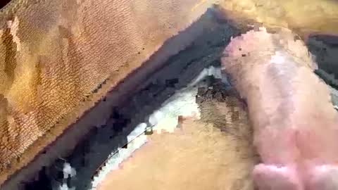 yamines online show from 01-29-25, 12:35