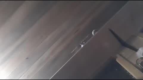 yessirprincesspet online show from 11-30-25, 06:39