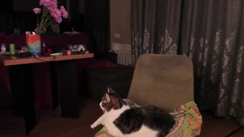 Snapshot of yoga_pizza_420 chatting on 11-14-25, 04:33 Max online show from 11-14-25, 04:33