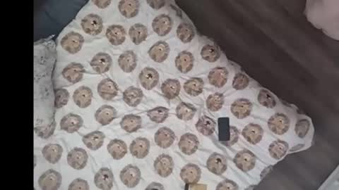 Snapshot of yourstrulyduh chatting on 03-15-26, 03:07 Dan online show from 03-15-26, 03:07