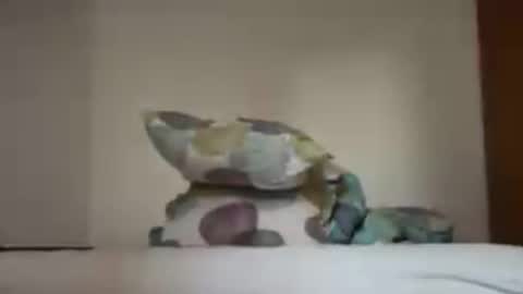 Snapshot of zkopa1234 chatting on 06-18-26, 01:48 zkopa1234 online show from 06-18-26, 01:48