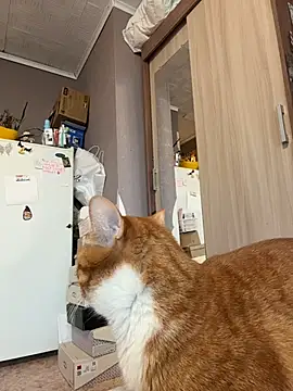 Snapshot of AmmyHot chatting on 01-13-26, 04:07 AmmyHot online show from 01-13-26, 04:07