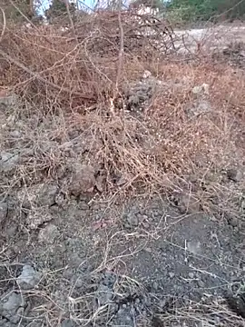 Snapshot of Ajith_mvi chatting on 03-16-26, 01:33 Ajith mvi online show from 03-16-26, 01:33