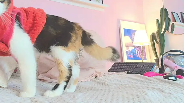 MARAFOX69 online show from 02-25-25, 08:36