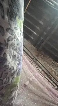 Snapshot of HotSexyBoudi chatting on 12-21-24, 09:01 HotSexyBoudi online show from 12-21-24, 09:01