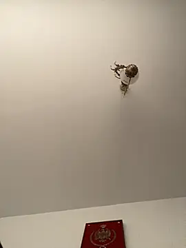 roohblak online show from 02-08-26, 04:43