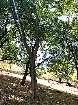 Snapshot of Liancy chatting on 10-09-25, 06:50 Liancy online show from 10-09-25, 06:50