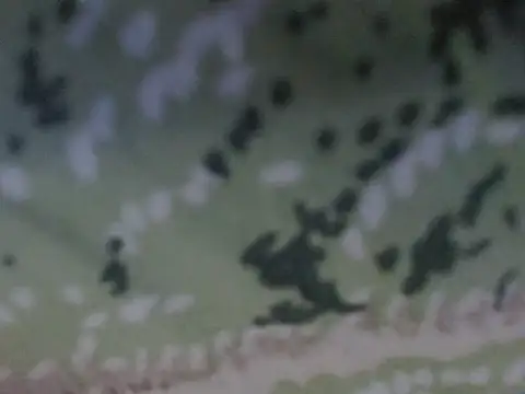 silky milky online show from 10-31-25, 08:21