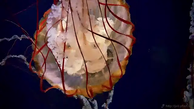 streamy test11 online show from 12-03-24, 09:55