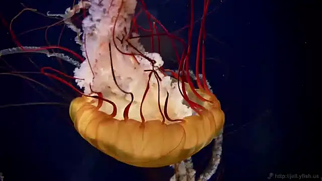 streamy test11 online show from 01-30-25, 02:15