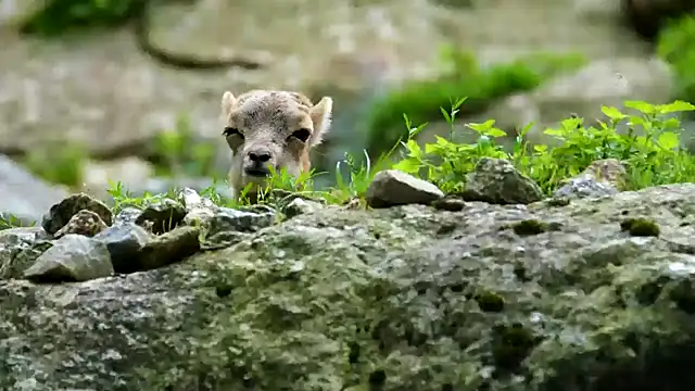 streamy test11 online show from 02-03-25, 12:03