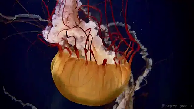 streamy test11 online show from 02-13-25, 08:48