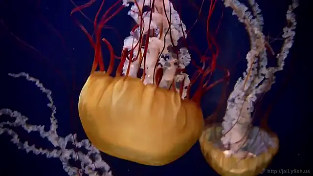 streamy test11 online show from 01-14-26, 11:38