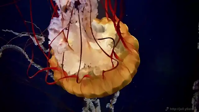 streamy test11 online show from 02-26-26, 03:11