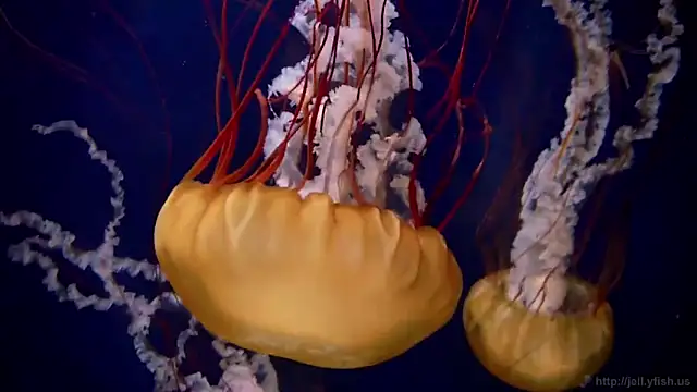 streamy test11 online show from 03-26-26, 10:54