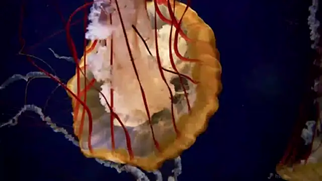 streamy test11 online show from 04-06-26, 11:22