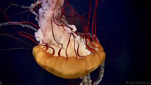 streamy test11 online show from 04-16-26, 02:29