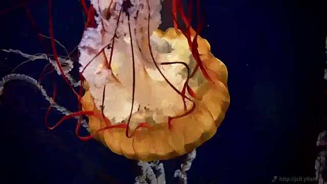 Snapshot of streamy_test12 chatting on 12-10-24, 08:19 streamy test12 online show from 12-10-24, 08:19