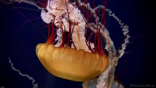 Snapshot of streamy_test12 chatting on 12-27-24, 08:13 streamy test12 online show from 12-27-24, 08:13