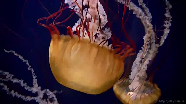 Snapshot of streamy_test12 chatting on 01-27-25, 08:18 streamy test12 online show from 01-27-25, 08:18