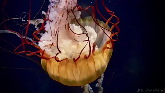 Snapshot of streamy_test12 chatting on 09-23-25, 05:21 streamy test12 online show from 09-23-25, 05:21