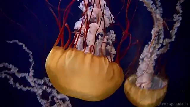 Snapshot of streamy_test12 chatting on 09-25-25, 01:37 streamy test12 online show from 09-25-25, 01:37