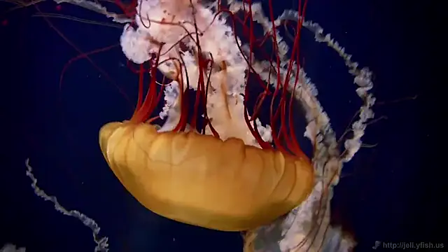 Snapshot of streamy_test12 chatting on 10-09-25, 01:31 streamy test12 online show from 10-09-25, 01:31